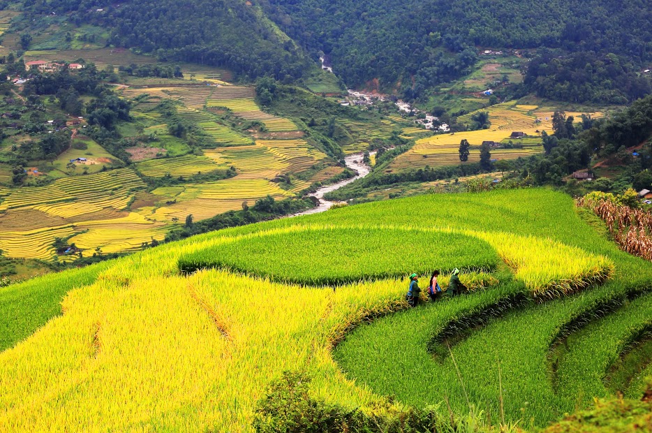 Tây Bắc mùa lúa chín vàng.