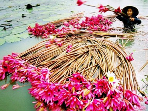 Thu hoạch bông súng. Ảnh: Danviet