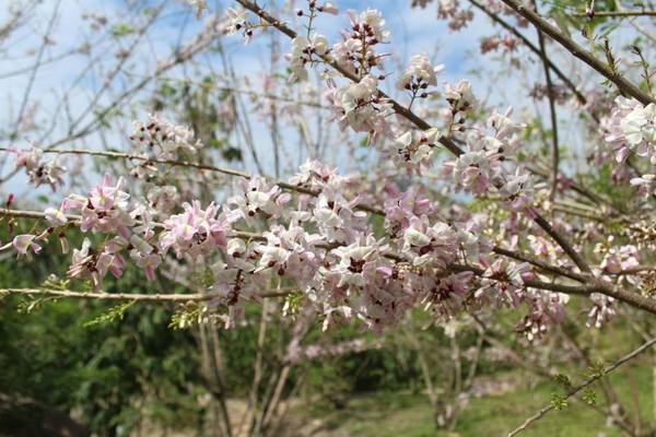 Đến suối Thạch Lâm vào mùa hoa anh đào nở, bạn sẽ được lạc vào một khu vườn rực rỡ bừng sắc đẹp đến khó cưỡng. Ảnh: FB WaterLand suối Thạch Lâm