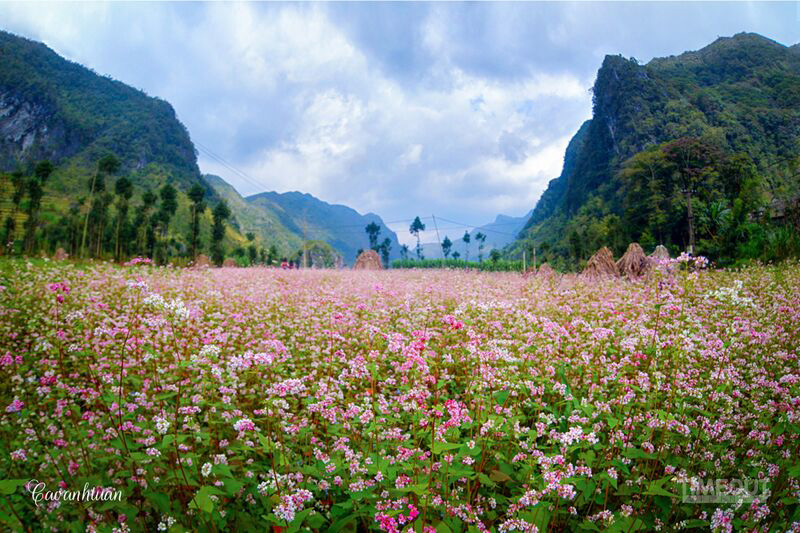 Tam giác mạch ở Phó Bảng.