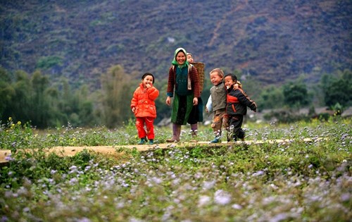 Hà Giang đang bước vào mùa đẹp nhất trong năm