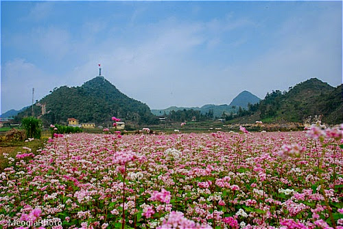 Hoa tam giac mach tai cac dia diem o ha giang2 Hoa tam giác mạch tại một số nơi ở Hà Giang