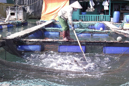 Làng chài trong thành phố4