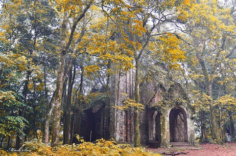 cắm trại, picnic