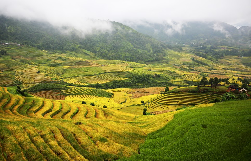 Mùa vàng trong mây tại Y Tý, Lào Cai