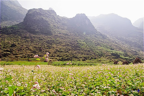 Hoa tam giac mach tai cac dia diem o ha giang6 Hoa tam giác mạch tại một số nơi ở Hà Giang