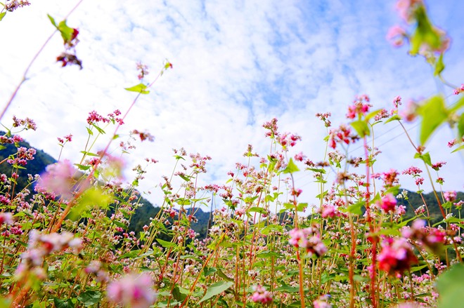 Hoa Tam Giác Mạch Hà Giang.