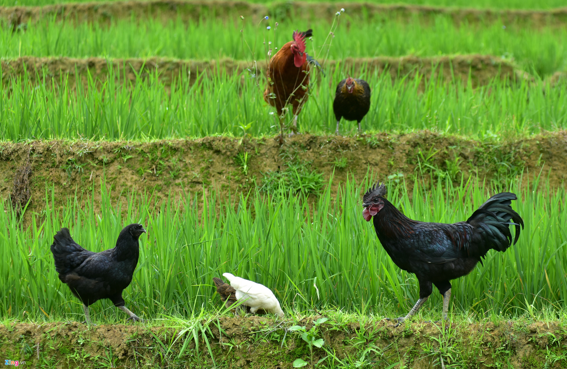 Gà đen Mù Căng Chải