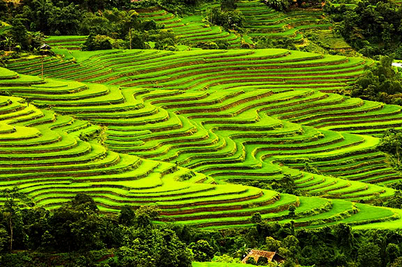 Ruộng bậc thang ở Hoàng Su Phì.