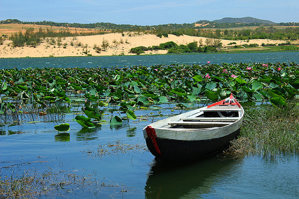 Chèo thuyền ngắm sen ở Bàu Trắng, Bàu Sen Phan Thiết