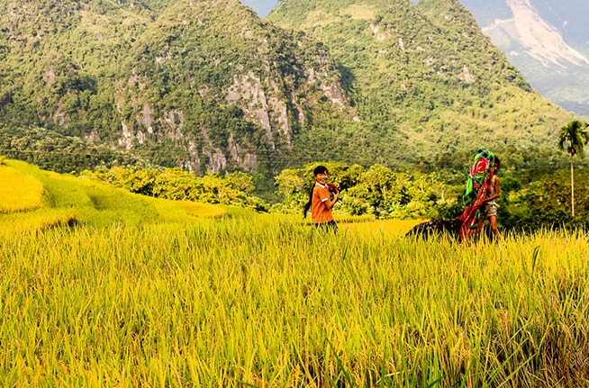 Chụp hình ruộng bậc thang, lúa chín vàng.