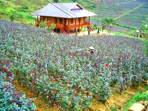 Thung lũng hoa hồng