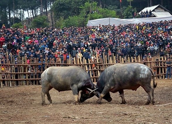 Lễ hội chọi trâu Sơn La