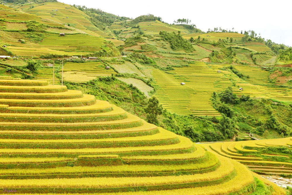 Mù Căng Chải vào mùa lúa vàng tháng 9.