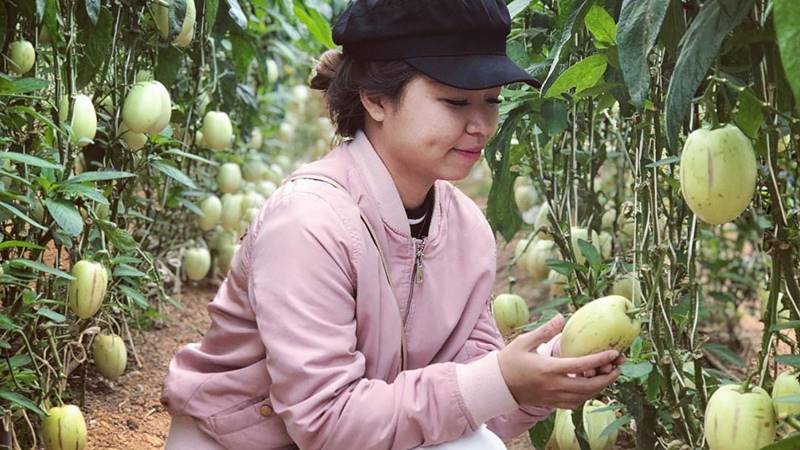 Dưa pepino nguồn gốc Nam Mĩ cũng đang được trồng thành công ở Đà Lạt