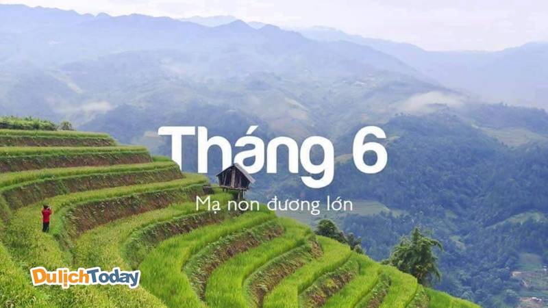 Tháng 6 - mạ non đương lớn