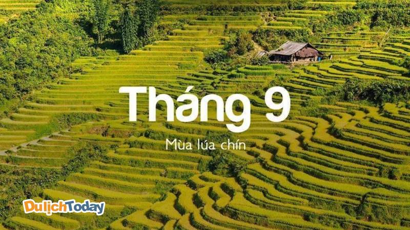 Mùa lúa chín vào tháng 9 ở Sapa