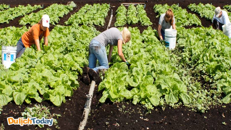 FLC-Vinh Phuc-resort-eco-farm