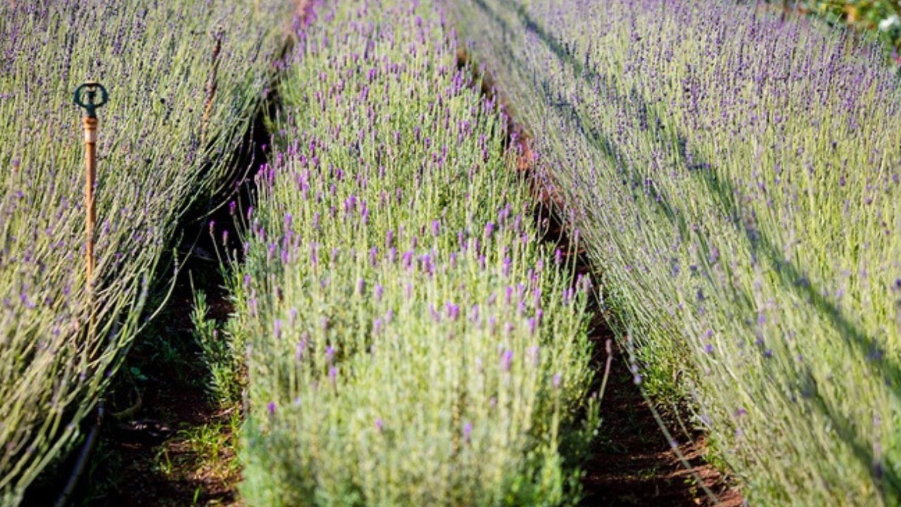 Hoa Lavender trong làng hoa Vạn Thành