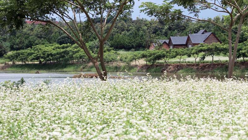 Cánh đồng hoa tam giác mạch ở Đà Lạt Milk Farm. Nguồn: Internet