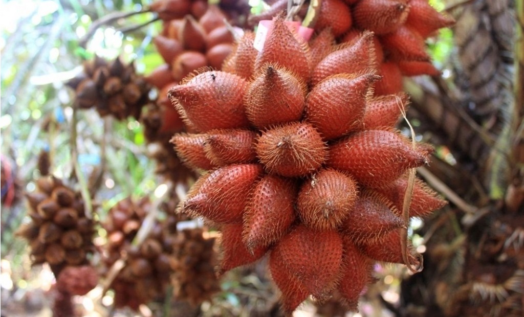 di chau doc nen mua gi lam qua