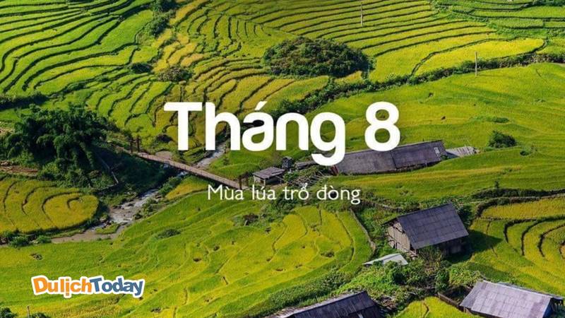 Tháng 8 Sapa lúa trổ đòng