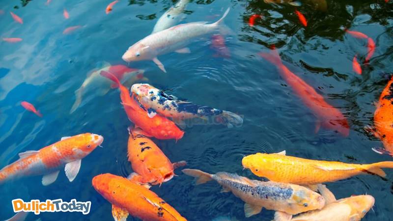 FLC-Vinh Phuc-Resort-Be ca koi