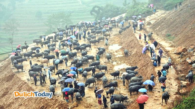 Chợ Cán cấu - sàn giao dịch trâu lớn nhất Tây Bắc