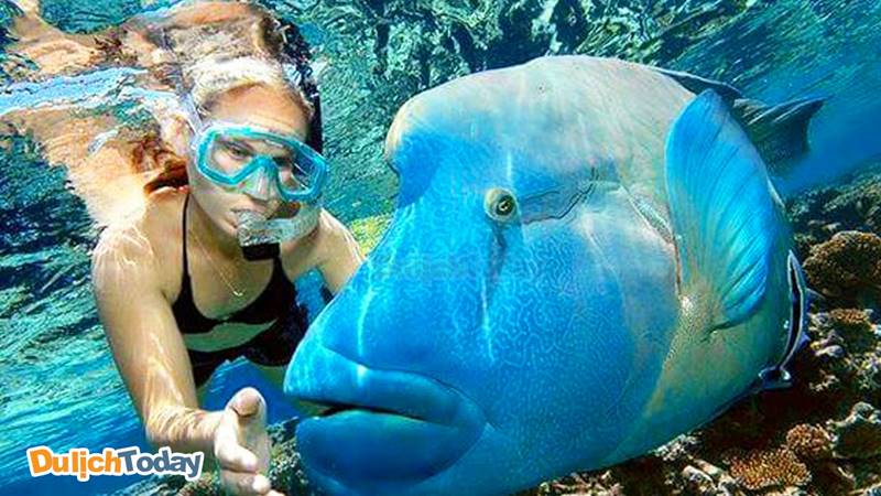 Snorkeling là dịch vụ lặn biển bơi bằng ống thở