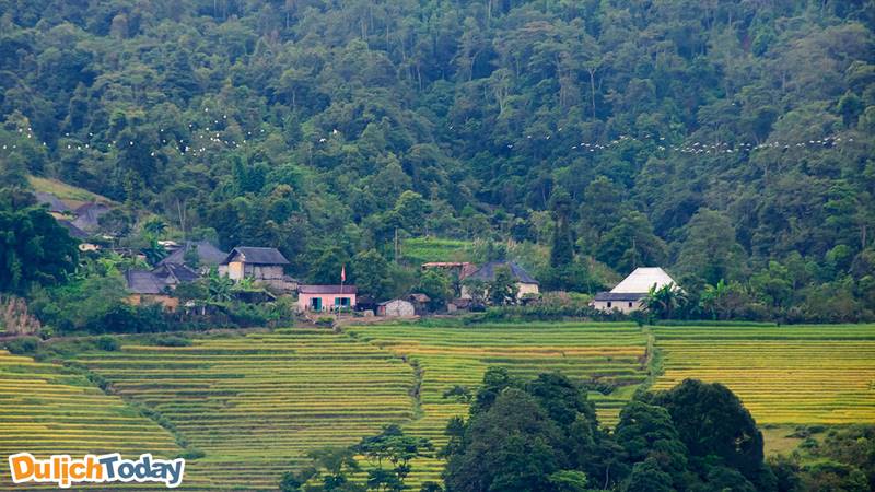 Bản Lao Chải bao quanh bởi ruộng bậc thang vào mùa lúa chín