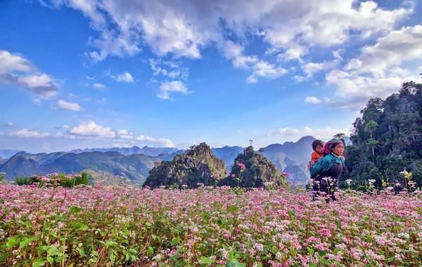 Hà Giang vẫn được biết đến với mùa hoa tam giác mạch hồng rực cao nguyên đá, nhưng phải ai đã đi mới biết