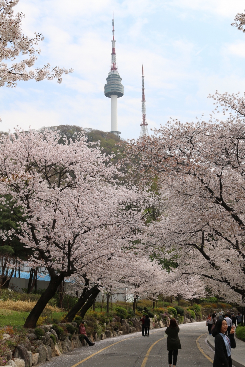 Đỉnh tháp Namsan đứng lấp ló sau rặng hoa anh đào