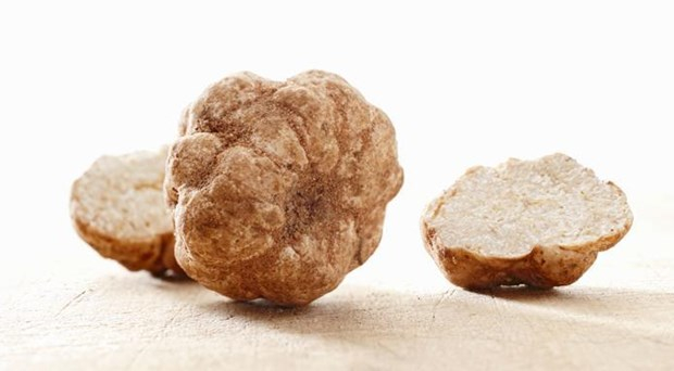 Nấm Truffle trắng ở Alba