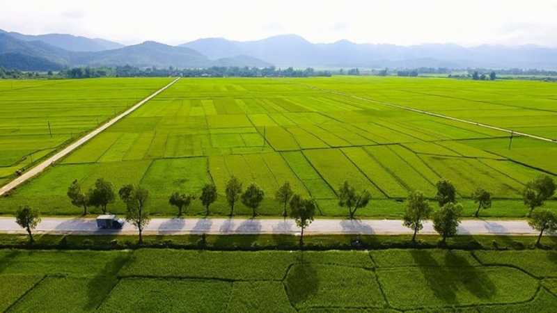 Cánh đồng Mường Thanh.