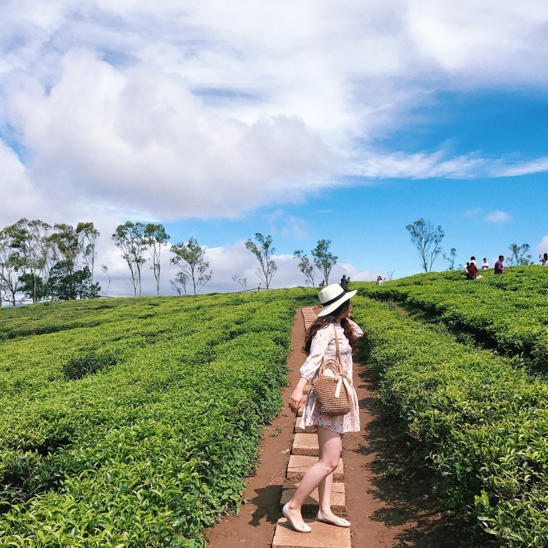 Cầu Đất Farm, hay còn gọi là Đồi chè Cầu Đất, đã là một địa điểm vô cùng nổi tiếng từ năm 2016 đến nay