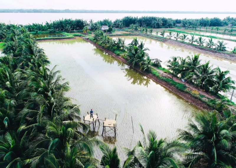 Cồn Chim