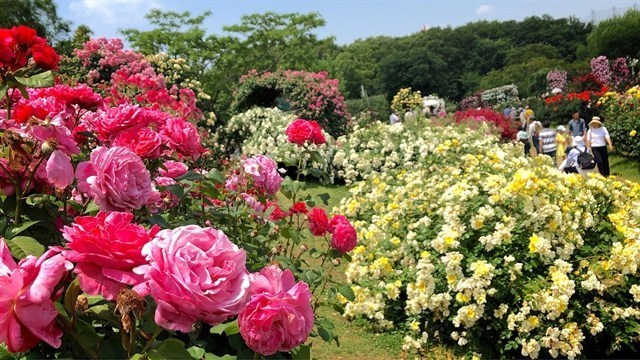 Công viên hoa hồng Rose Park