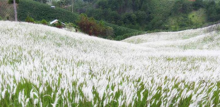 Cánh đồng hoa cả lau