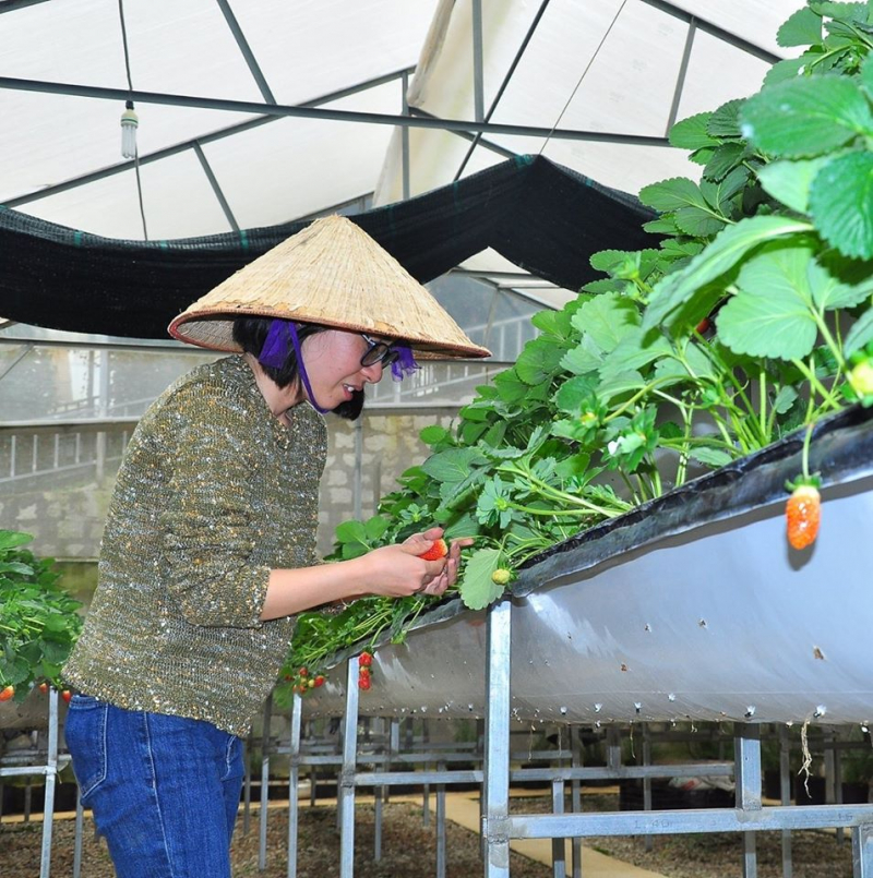 Những trái dâu to, đỏ mọng do chính tay mình hái mang về cho người thân, bạn bè thì còn gì ngon bằng.