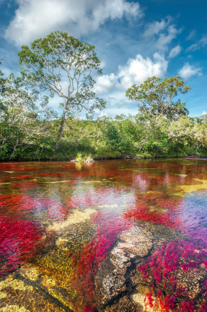 Sông Cano Cristales, Colombia