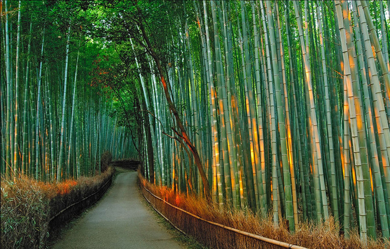 Rừng tre Sagano - Nhật bản
