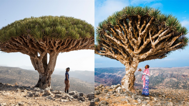 Đảo Socotra, Yemen