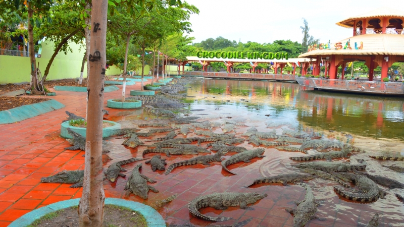 Bạn có thể tận mắt chiêm ngưỡng những chú cá sấu thực sự