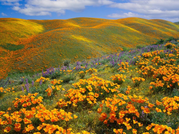 Thung lũng tại Antelope, California