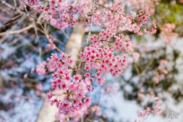 Hoa mai anh đào Đà Lạt