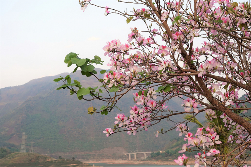 ﻿﻿Hoa ban đi vào đời sống văn hóa - tâm linh của nhân dân Tây Bắc