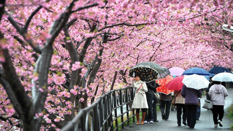 Lễ hội hoa Hanami, Nhật Bản