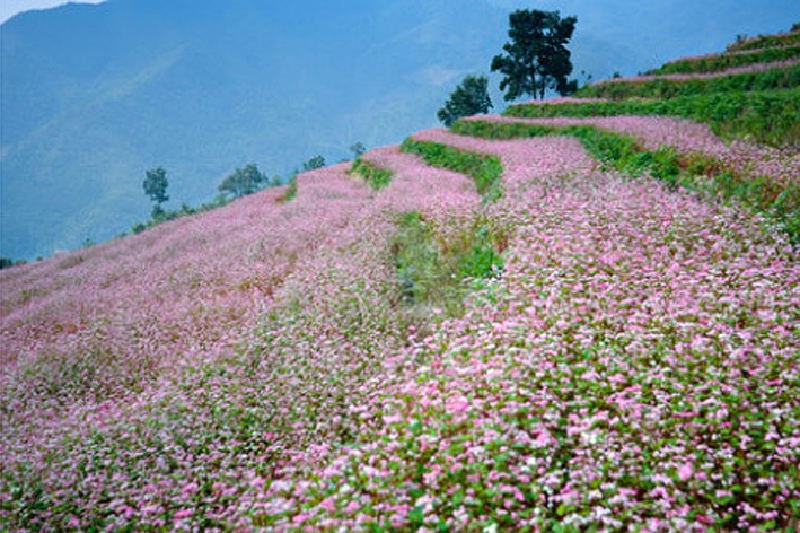 Hà Giang mùa tam giác mạch