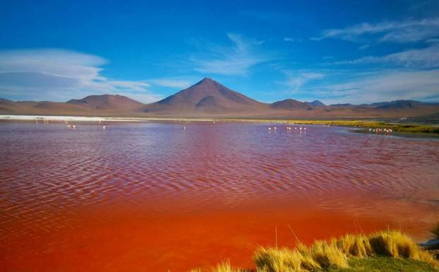 Hồ muối đỏ Laguna Colorada (Red Lagoon)