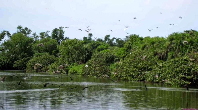 Cồn Ông Trang Cà Mau